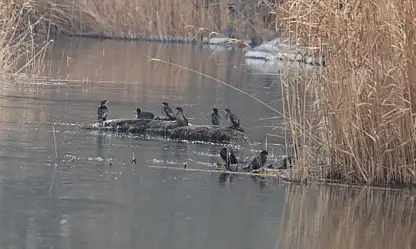 Ağrı Dağı eteklerinde kuş cenneti