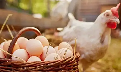 Aralık ayında tavuk eti üretimi 253 bin 993 ton oldu