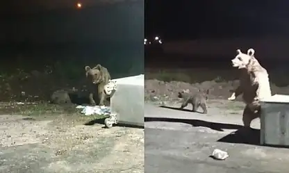 Ayı saldırısından son anda kurtuldu