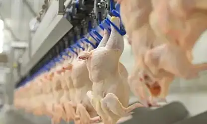 Kanatlı eti ihracatı durduruldu