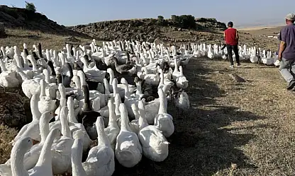 Kazlar kış sofraları için besiye alındı