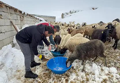 Muradiye'de hayvan yetiştiricilerine kış desteği