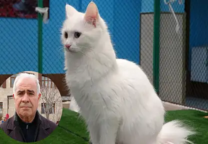 Prof. Dr. Kaya: Kediler hayatımızın ayrılmaz bir parçasıdır