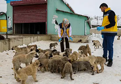 Van'da 11 Bin 500 sahipsiz hayvan tedavi edildi