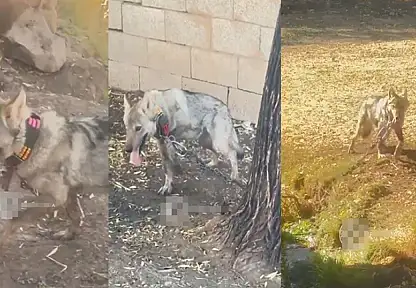 Van'da kurdu zincirle bağlayan şahsa 81 bin 355 TL para cezası