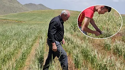 Adilcevaz'da buğday başakları boş kaldı