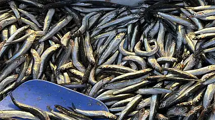 Palamut Gürcistan'a kaçınca tezgahlar hamsiyle doldu