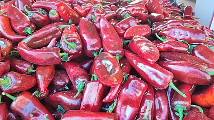 Salçalık biber sezonu başladı