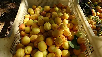Zirai dondan etkilenmeyen bölgelerde kayısı hasadı başladı