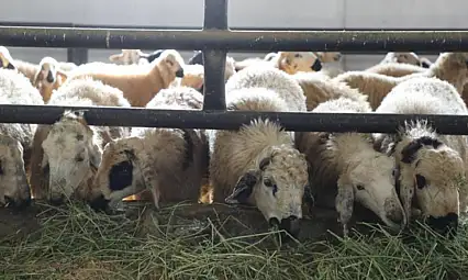 6 köy karantinaya alındı