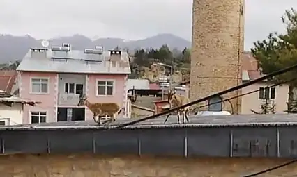 Dağ Keçileri evlerin çatısına çıktı