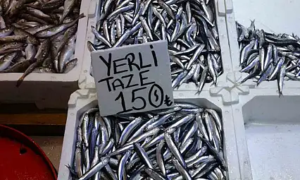 Hamsi bu defa şaşırttı: Tezgahlar yeniden şenlendi