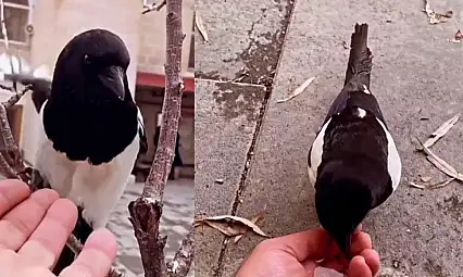 Saksağan, esnafın elindeki parayı kaçırdı