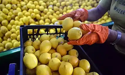 Ticaret Bakanlığı'ndan limon ve elmaya ihracat düzenlemesi