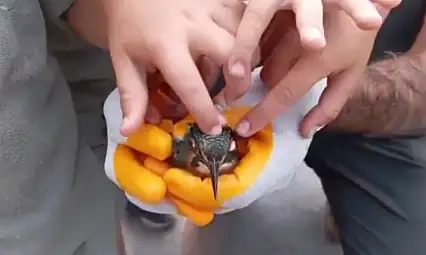 Van'da bitkin bulunan yalı çapkını özgürlüğe uçtu