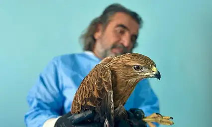 Van'da bitkin düşen yaban hayvanlarına şefkat eli