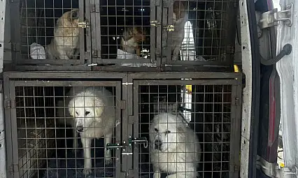 Van'da can dostları yeni yuvalarına kavuştu