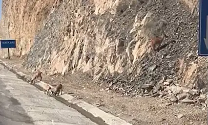 Van kara yolunda su içerken görüntülendiler