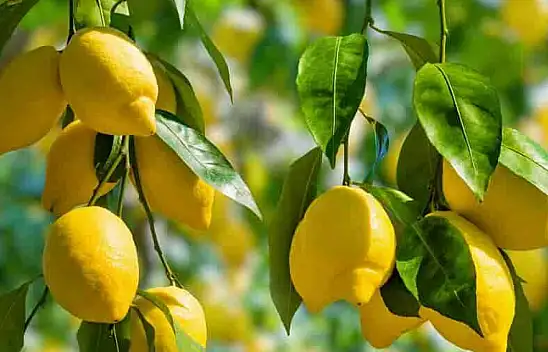 Denedikten sonra bırakamayacaksınız! İşte limon kabuğunun faydaları... Mucizevi bir yapısı var