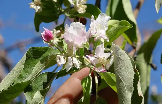 Elma ağacı hasat edilmeyi beklerken çiçek açtı