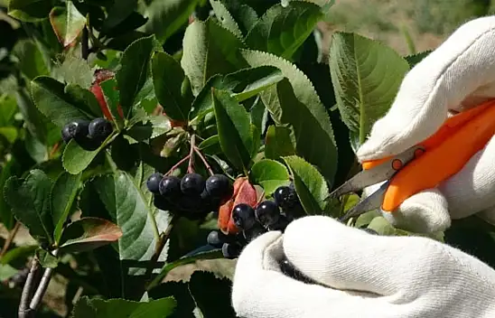 Türkiye'de sadece iki yerde yetiştiriliyor... Kilosu tam 250 TL... İşte süper meyvenin sırrı