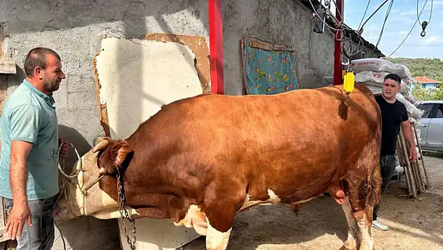 1 ton 200 kiloluk kurbanlık, araba fiyatına alıcısını bekliyor