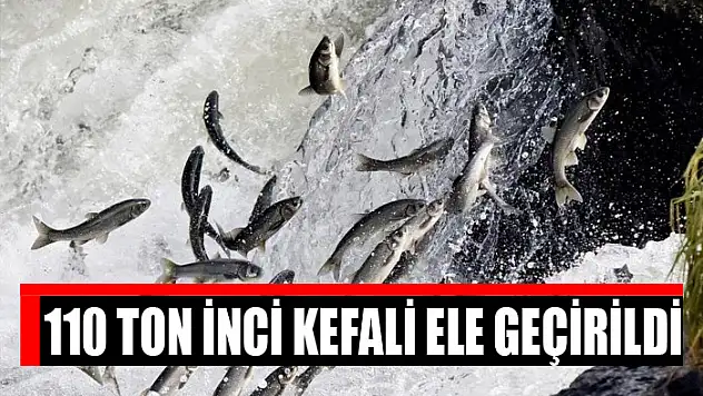110 ton inci kefali ele geçirildi