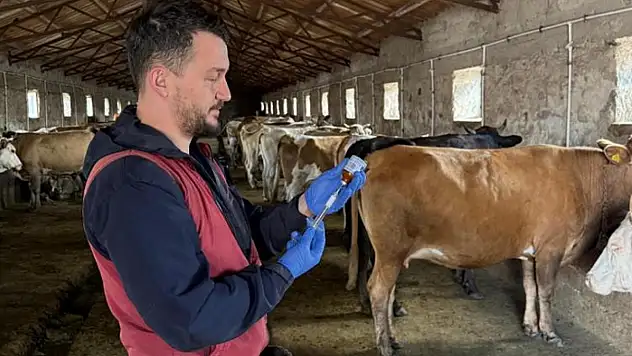 150 bin doz şap aşısı yapıldı