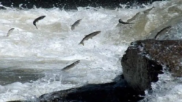 AV YASAĞI SONA ERDİ