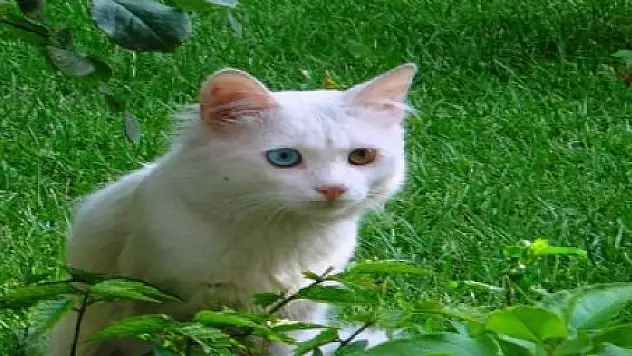 VAN'DA VAN KEDİSİ SEVİNCİ