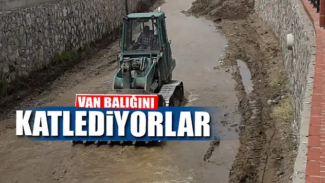 Van balığını katlediyorlar