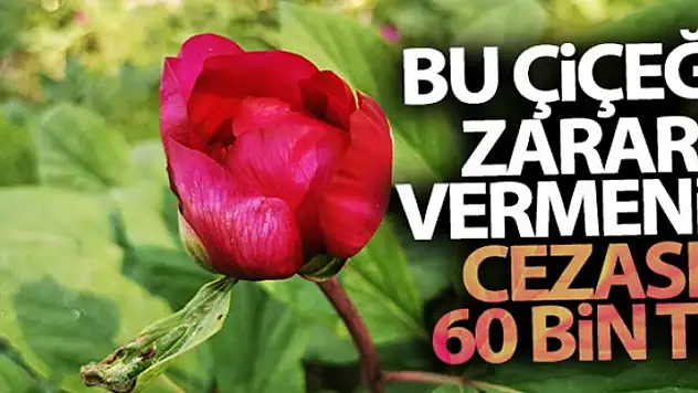 Bu çiçeği koparmak ya da zarar vermenin cezası 60 bin lira