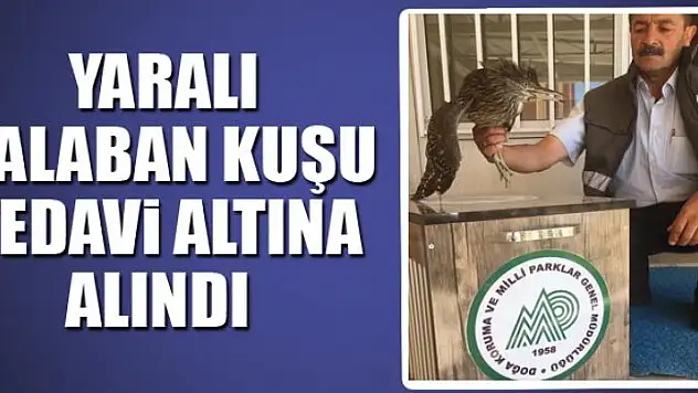 Yaralı Balaban kuşu tedavi altına alındı 