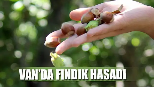 Van'da fındık hasadı