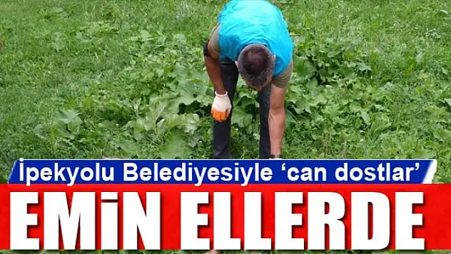 İpekyolu Belediyesiyle 'can dostlar' emin ellerde