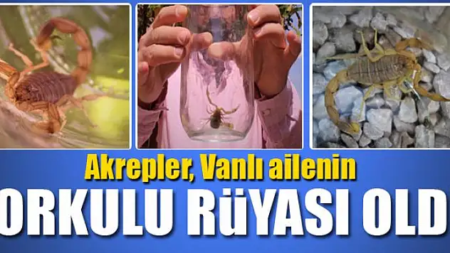 Van'da bir evi akrepler bastı
