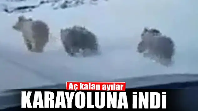 Aç kalan ayılar karayoluna indi 