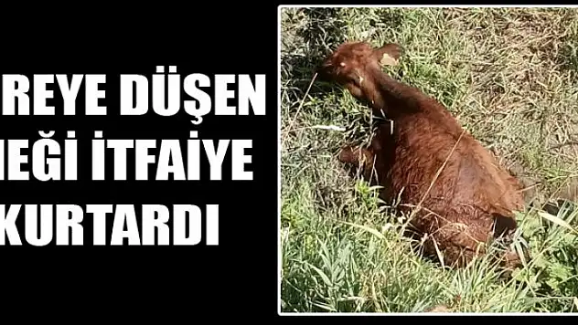 DEREYE DÜŞEN İNEĞİ İTFAİYE KURTARDI