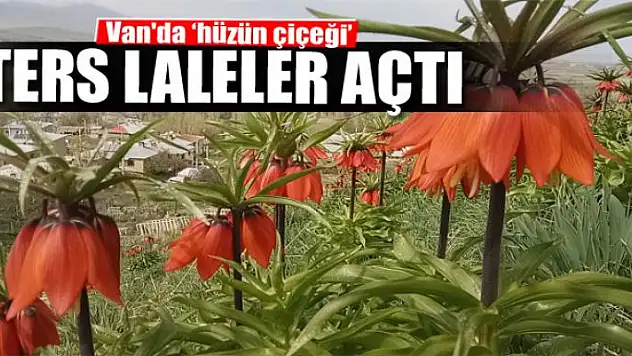Van'da 'hüzün çiçeği' ters laleler açtı