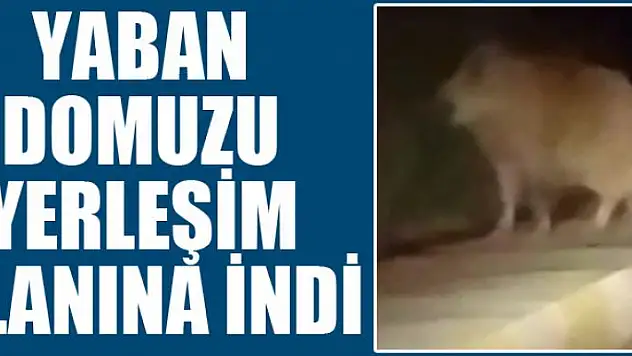 Yaban domuzu yerleşim alanına indi