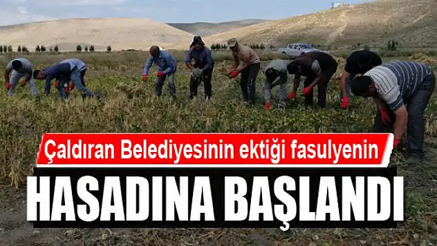 Çaldıran Belediyesinin ektiği fasulyenin hasadına başlandı