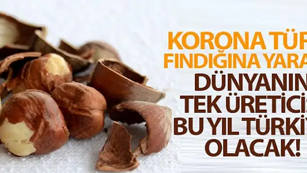 Korona Türk fındığına yaradı