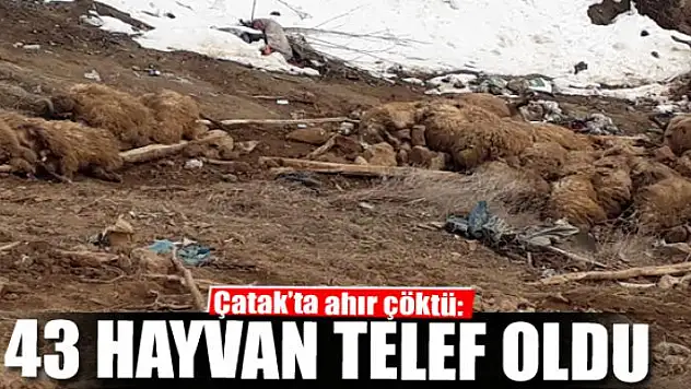 Çatak'ta ahır çöktü: 43 hayvan telef oldu