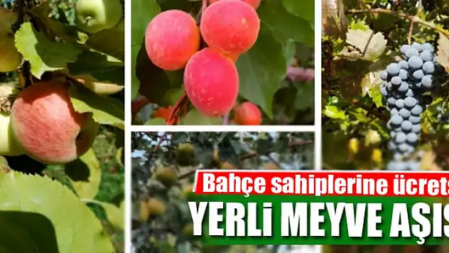 Bahçe sahiplerine ücretsiz yerli meyve aşısı