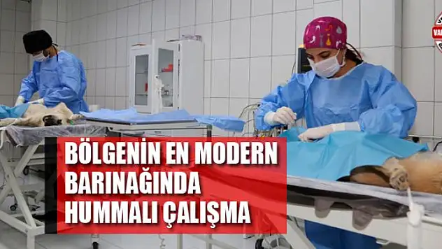 Bölgenin en modern barınağında hummalı çalışma