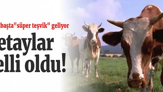 Büyükbaşta 'süper teşvik'in detayları belli oldu