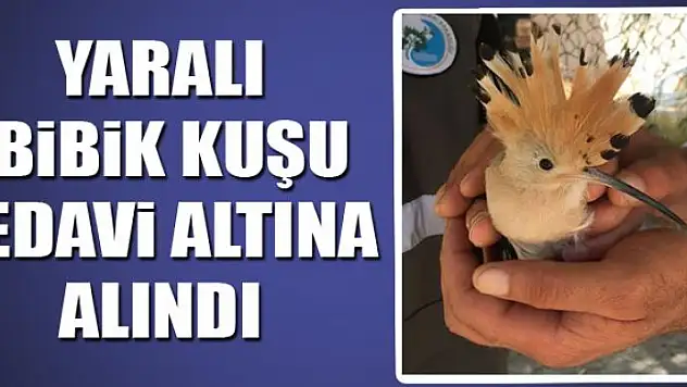 Yaralı İbibik kuşu tedavi altına alındı
