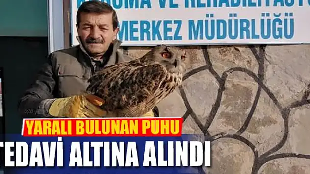 YARALI BULUNAN PUHU, TEDAVİ ALTINA ALINDI