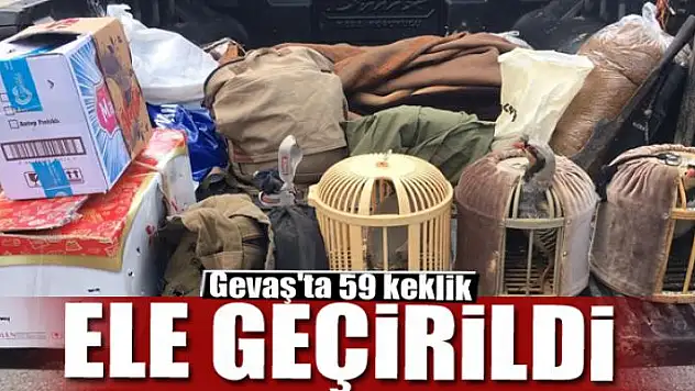 Gevaş'ta 59 keklik ele geçirildi