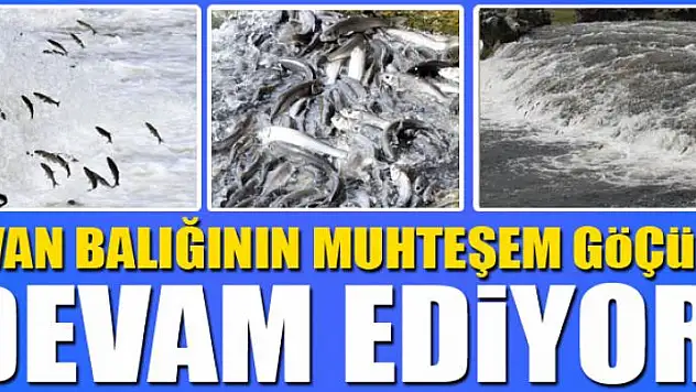 Van Balığının muhteşem göçü devam ediyor
